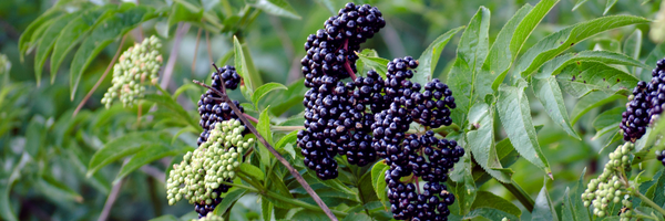 Holunderbeeren am Hollerstrauch