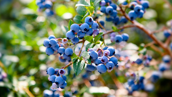 Heidelbeeren