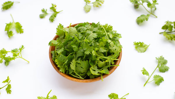 Koriander als wertvolles Gewürz