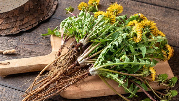 Löwenzahn und Histamin: Verwendung und Verträglichkeit