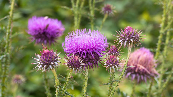 Mariendistelpulver & Histamin: Bedeutung und Anwendung